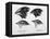 Finches from the Galapagos Islands Observed by Darwin-R.t. Pritchett-Framed Stretched Canvas