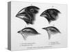 Finches from the Galapagos Islands Observed by Darwin-R.t. Pritchett-Stretched Canvas