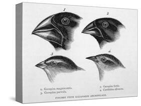 Finches from the Galapagos Islands Observed by Darwin-R.t. Pritchett-Stretched Canvas