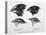 Finches from the Galapagos Islands Observed by Darwin-R.t. Pritchett-Stretched Canvas