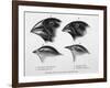 Finches from the Galapagos Islands Observed by Darwin-R.t. Pritchett-Framed Photographic Print