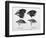 Finches from the Galapagos Islands Observed by Darwin-R.t. Pritchett-Framed Photographic Print
