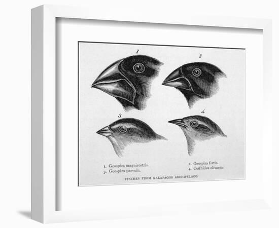 Finches from the Galapagos Islands Observed by Darwin-R.t. Pritchett-Framed Photographic Print