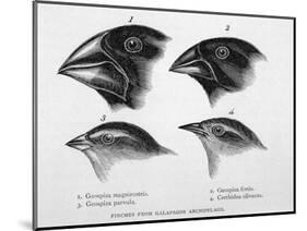 Finches from the Galapagos Islands Observed by Darwin-R.t. Pritchett-Mounted Photographic Print