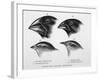 Finches from the Galapagos Islands Observed by Darwin-R.t. Pritchett-Framed Photographic Print