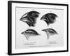 Finches from the Galapagos Islands Observed by Darwin-R.t. Pritchett-Framed Photographic Print