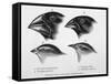 Finches from the Galapagos Islands Observed by Darwin-R.t. Pritchett-Framed Stretched Canvas