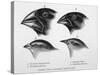 Finches from the Galapagos Islands Observed by Darwin-R.t. Pritchett-Stretched Canvas