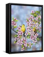 Finches in Cherry Tree-Sarah Davis-Framed Stretched Canvas