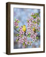Finches in Cherry Tree-Sarah Davis-Framed Giclee Print