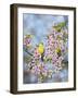 Finches in Cherry Tree-Sarah Davis-Framed Giclee Print