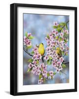 Finches in Cherry Tree-Sarah Davis-Framed Giclee Print