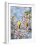 Finches in Cherry Tree-Sarah Davis-Framed Giclee Print