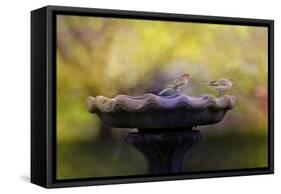 Finches on the Bird Bath-Jai Johnson-Framed Stretched Canvas