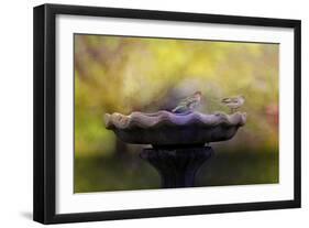 Finches on the Bird Bath-Jai Johnson-Framed Giclee Print