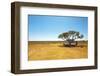 Finding Shade under a Lone Tree While Traveling in the Australian Outback in a Campervan.-Pics by Nick-Framed Photographic Print