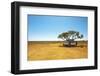 Finding Shade under a Lone Tree While Traveling in the Australian Outback in a Campervan.-Pics by Nick-Framed Photographic Print