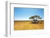 Finding Shade under a Lone Tree While Traveling in the Australian Outback in a Campervan.-Pics by Nick-Framed Photographic Print