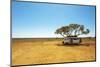 Finding Shade under a Lone Tree While Traveling in the Australian Outback in a Campervan.-Pics by Nick-Mounted Photographic Print