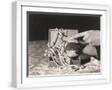 White Frame