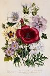 Hibiscus Africanus Botanical Illustration-Fine Art Photographic-Photographic Print
