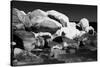 Fine Art Picture of Snowy and Icy Rocks in the Ocean. Black and White-Michal Bednarek-Stretched Canvas