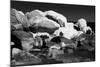 Fine Art Picture of Snowy and Icy Rocks in the Ocean. Black and White-Michal Bednarek-Mounted Photographic Print