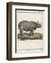 Fine Early Engraving of an African Rhinoceros-Benard-Framed Art Print
