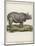 Fine Early Engraving of an African Rhinoceros-Benard-Mounted Art Print