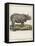 Fine Early Engraving of an African Rhinoceros-Benard-Framed Stretched Canvas