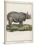 Fine Early Engraving of an African Rhinoceros-Benard-Stretched Canvas