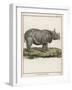 Fine Early Engraving of an African Rhinoceros-Benard-Framed Art Print