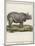 Fine Early Engraving of an African Rhinoceros-Benard-Mounted Art Print