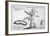 Fine Engraving of a Banana Plant-null-Framed Art Print