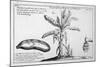 Fine Engraving of a Banana Plant-null-Mounted Art Print