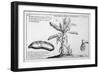 Fine Engraving of a Banana Plant-null-Framed Art Print