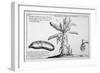 Fine Engraving of a Banana Plant-null-Framed Art Print