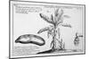 Fine Engraving of a Banana Plant-null-Mounted Art Print