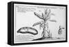 Fine Engraving of a Banana Plant-null-Framed Stretched Canvas