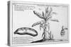 Fine Engraving of a Banana Plant-null-Stretched Canvas