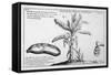 Fine Engraving of a Banana Plant-null-Framed Stretched Canvas