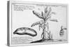 Fine Engraving of a Banana Plant-null-Stretched Canvas