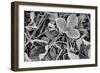 Fine Frost-Brenda Petrella Photography LLC-Framed Giclee Print