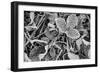 Fine Frost-Brenda Petrella Photography LLC-Framed Giclee Print