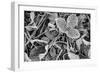 Fine Frost-Brenda Petrella Photography LLC-Framed Giclee Print