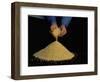 Fine Gold Granulate (999.9 Purity)-Ursula Gahwiler-Framed Photographic Print