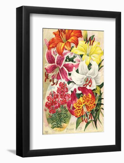 Fine Hardy Lilies-null-Framed Art Print