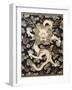 Fine Imperial Polychrome Black Lacquer Ink Cake Box Cover Depicting a Five Clawed Dragon-null-Framed Giclee Print