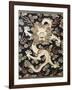 Fine Imperial Polychrome Black Lacquer Ink Cake Box Cover Depicting a Five Clawed Dragon-null-Framed Giclee Print