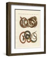 Fine-Lined Colubrids-null-Framed Giclee Print